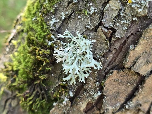Oakmoss