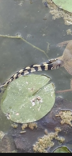 Checkered Garter Snake