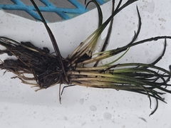 Isoetes lacustris