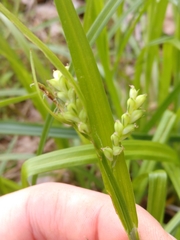 Carex granularis