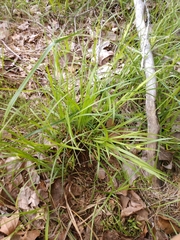Carex granularis