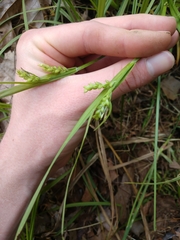 Carex granularis