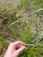Carex granularis