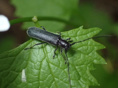 Stenostola ferrea