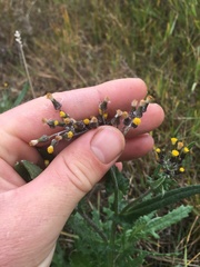 Senecio glomeratus glomeratus