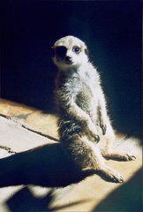 Suricata suricatta