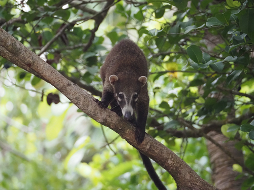 White-nosed Coati