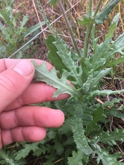 Senecio glomeratus glomeratus