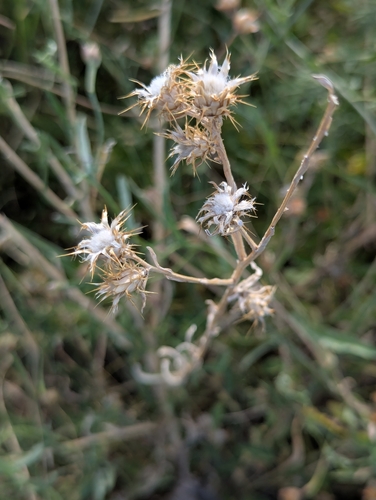 Centaurea melitensis, photograph 2