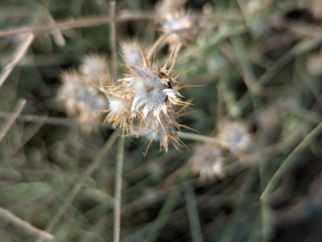 Centaurea melitensis; photograph (c) Zihao Wang, some rights reserved (CC BY)