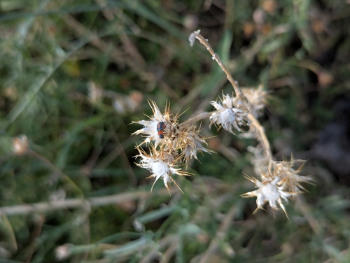 Centaurea melitensis, photograph 3