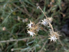 (c) Zihao Wang, some rights reserved (CC BY) Centaurea melitensis, photograph (c) Zihao Wang, some rights reserved (CC BY)