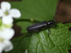 Stenostola ferrea