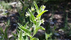 Ditaxis aphoroides