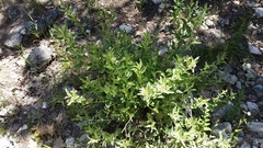 Ditaxis aphoroides