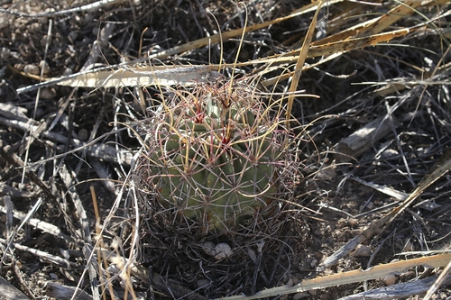 Chihuahuan fishhook cactus
