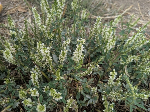 White Sweetclover