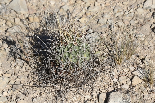 Chihuahuan fishhook cactus