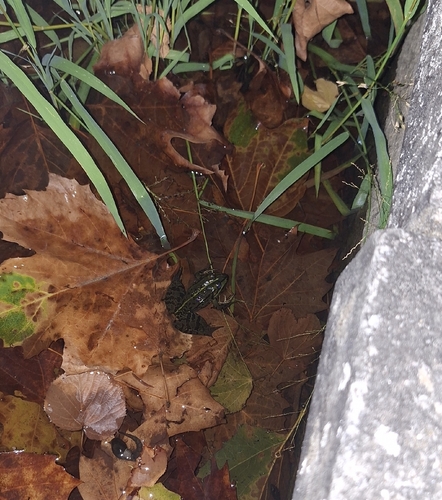 Seefrosch