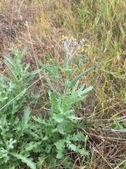 Senecio glomeratus glomeratus
