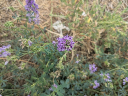 Alfalfa