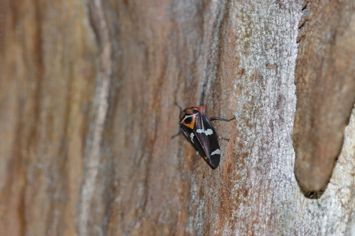 Eurymeloides pulchra observed 2026-08-22