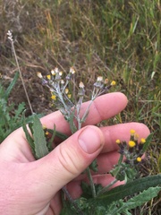 Senecio glomeratus glomeratus