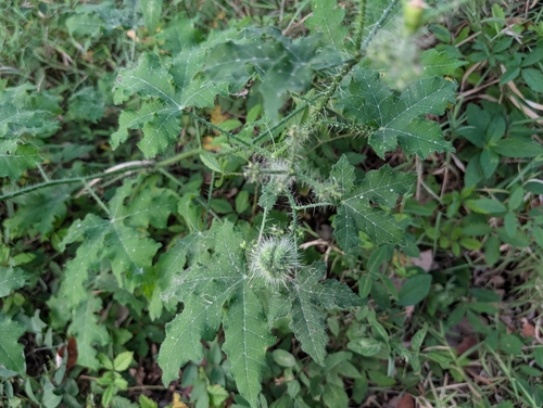Cnidoscolus texanus, photograph 6