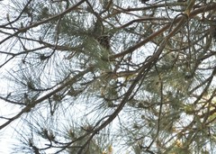 Phylloscopus ibericus