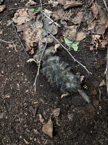 Hairy-tailed Mole observed by katedalgleish