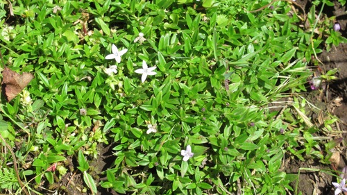 Oldenlandia monanthos image