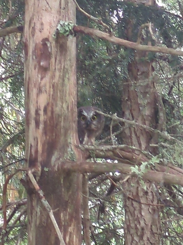 Northern Saw-whet Owl observed by austinkoontz11