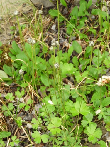 Anemone parviflora, photograph 2
