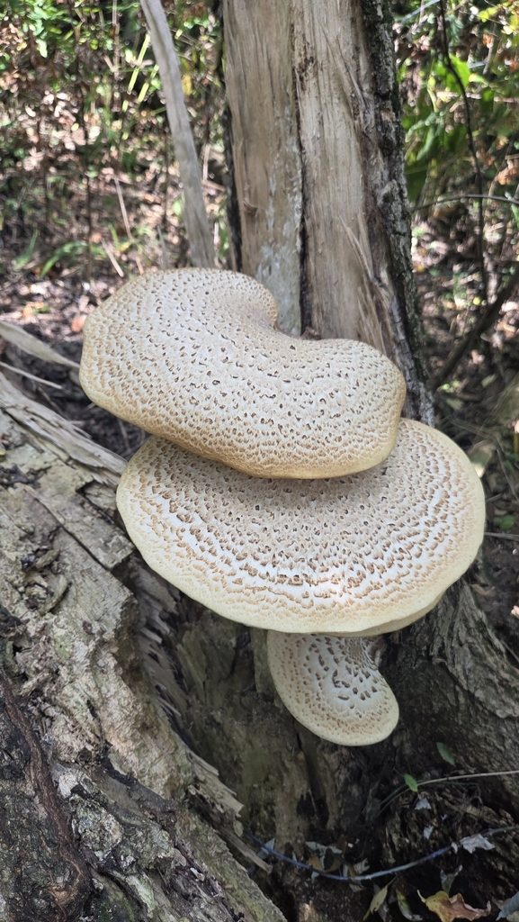 Dryad's Saddle · August 2026 · photo: Photo: (c) Carter Ertel, some rights reserved (CC BY) · iNaturalist