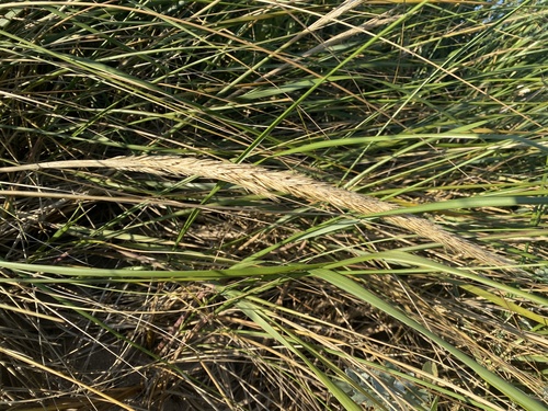 American marram grass