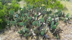 Opuntia pyrocarpa