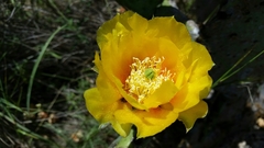 Opuntia pyrocarpa