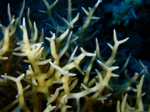 Seriatopora hystrix observed 2026-08-23