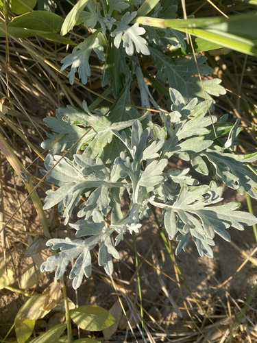 Hoary Mugwort