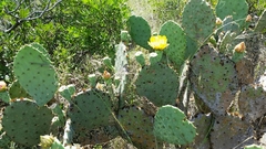 Opuntia pyrocarpa