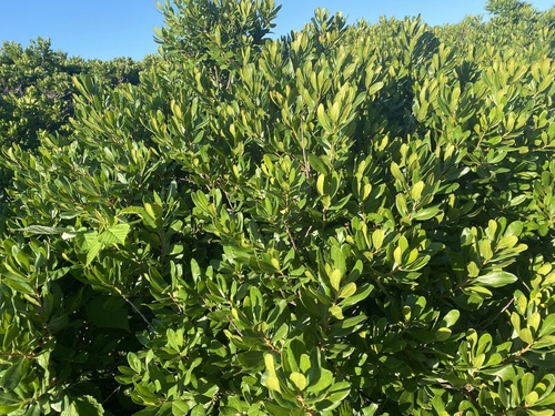 northern bayberry