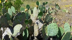 Opuntia pyrocarpa