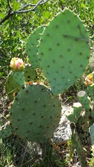 Opuntia pyrocarpa