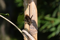 Xylocopa artifex
