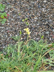 Lupinus arboreus