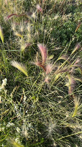 Foxtail Barley