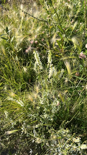 White Sweetclover