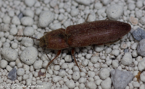 Pacific Coast wireworm