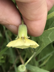 Physalis cinerascens spathulifolia