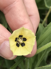 Physalis cinerascens spathulifolia